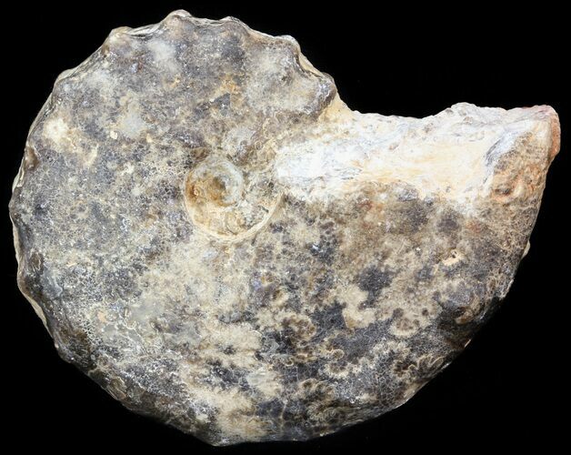 Mammites Ammonite - Goulmima, Morocco #44636